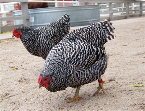 dominique gamefowl|The Dominique Chicken: Everything You Need To Know About America’s.